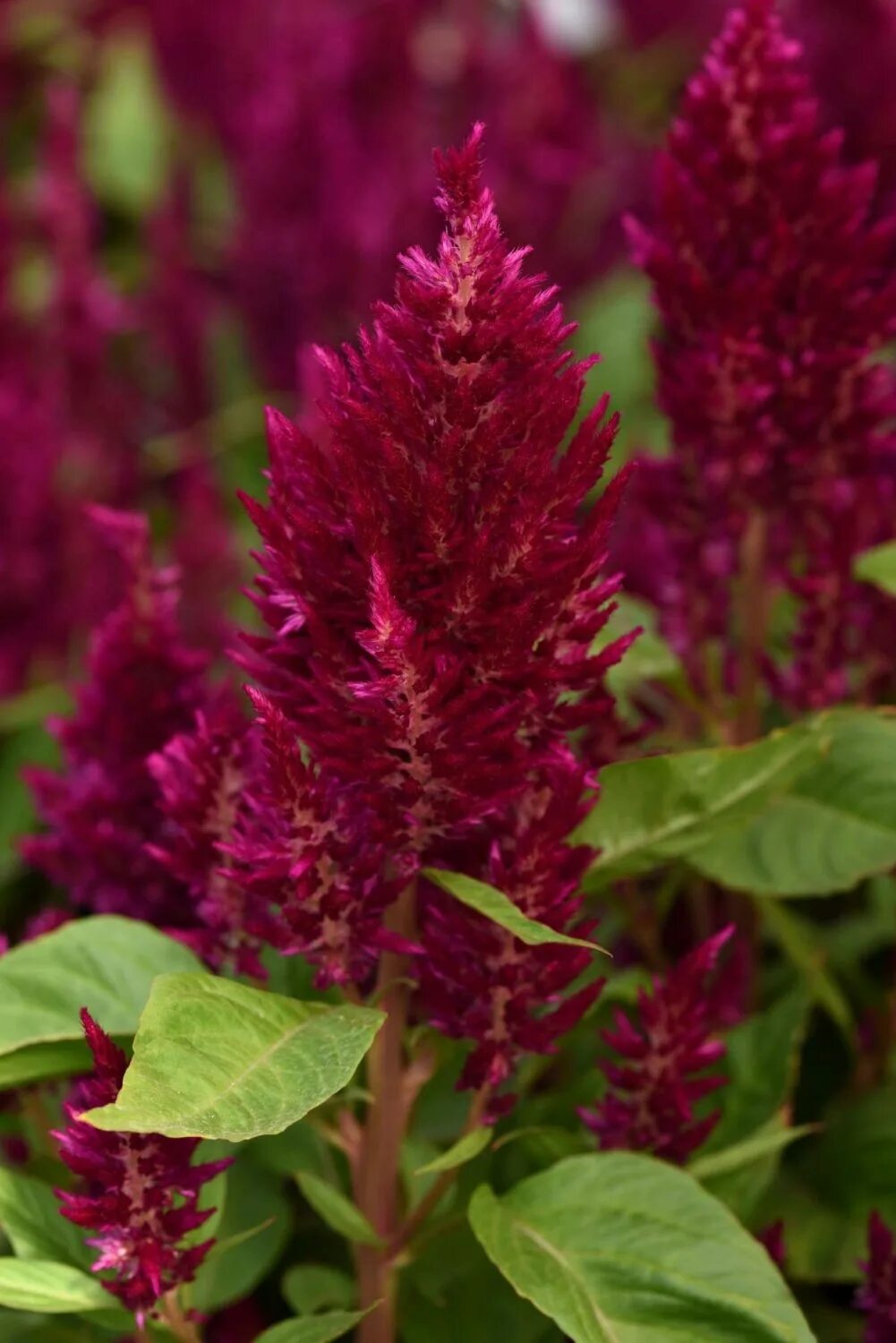 Амарант метельчатый ошберг. Amaranthus cruentus амарант. Амарант жминда. Амарант метельчатый. Амарант метельчатый.