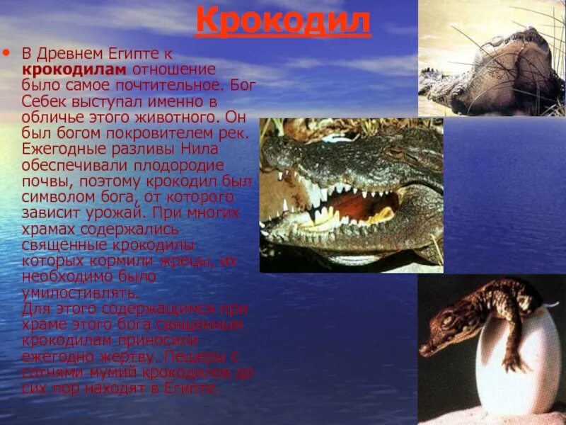 Предания о животных. Легенды о животных. легенды и мифы о животных. легенды о животных короткие. легенды о животных 2 класс.