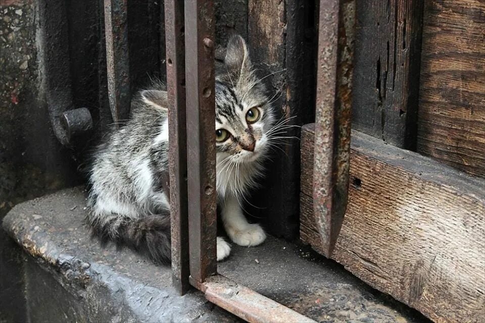 Брошенные животные на дачах. Брошенные кошки. Кошки брошенные на даче. Брошенные кошки на улице. Кидать животных