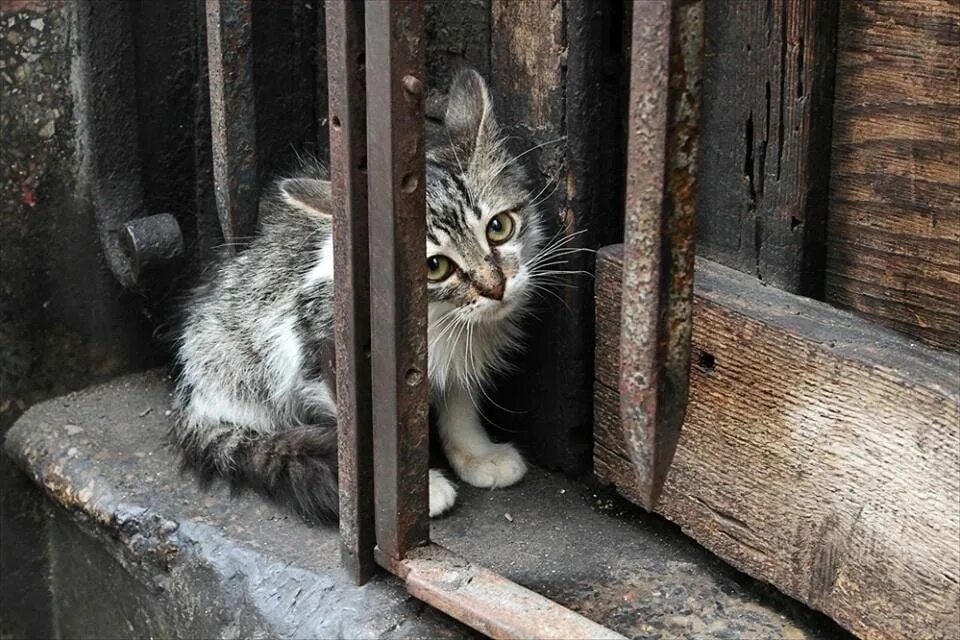 Кидать животных
