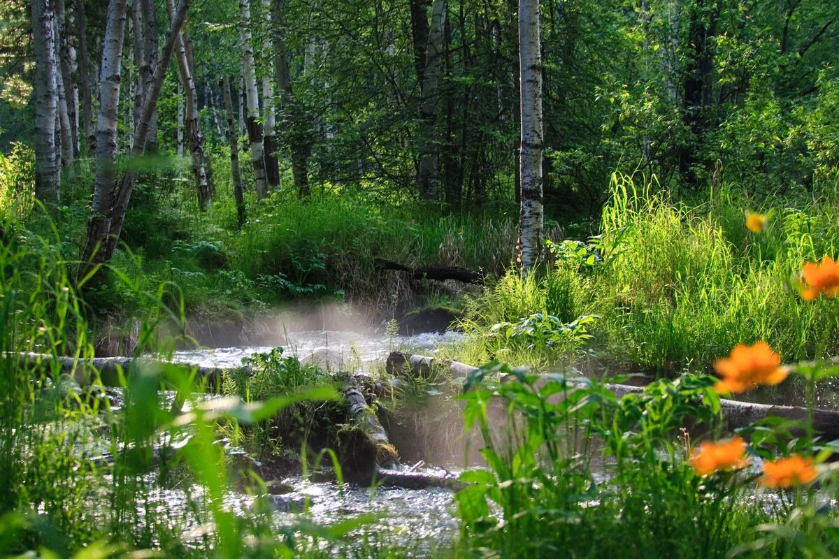 В лесу на солнечной полянке. Лесная Поляна Родник ручей. Природа ручей. Ручей летом. Ручеек в лесу.