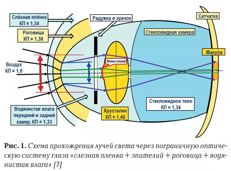 Фокусировка лучей света на внутренней. Схема прохождения света через оптическую систему глаза. Прохождение светового луча через структуры глаза. Оптическая система глаза человека. Оптическое строение глаза.