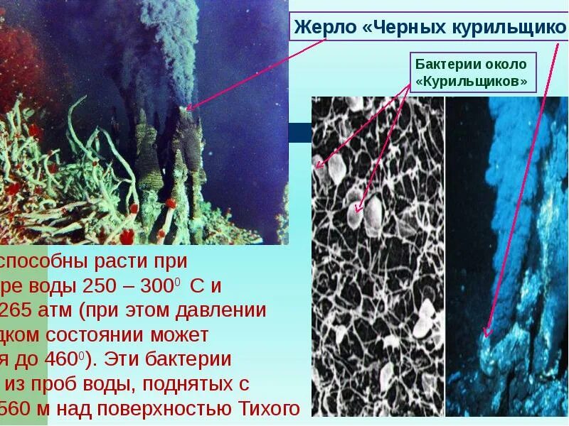 Океанические курильщики. Жизнь микроорганизмов морях и океанах. Курильщики в океане. Экология микроорганизмов.