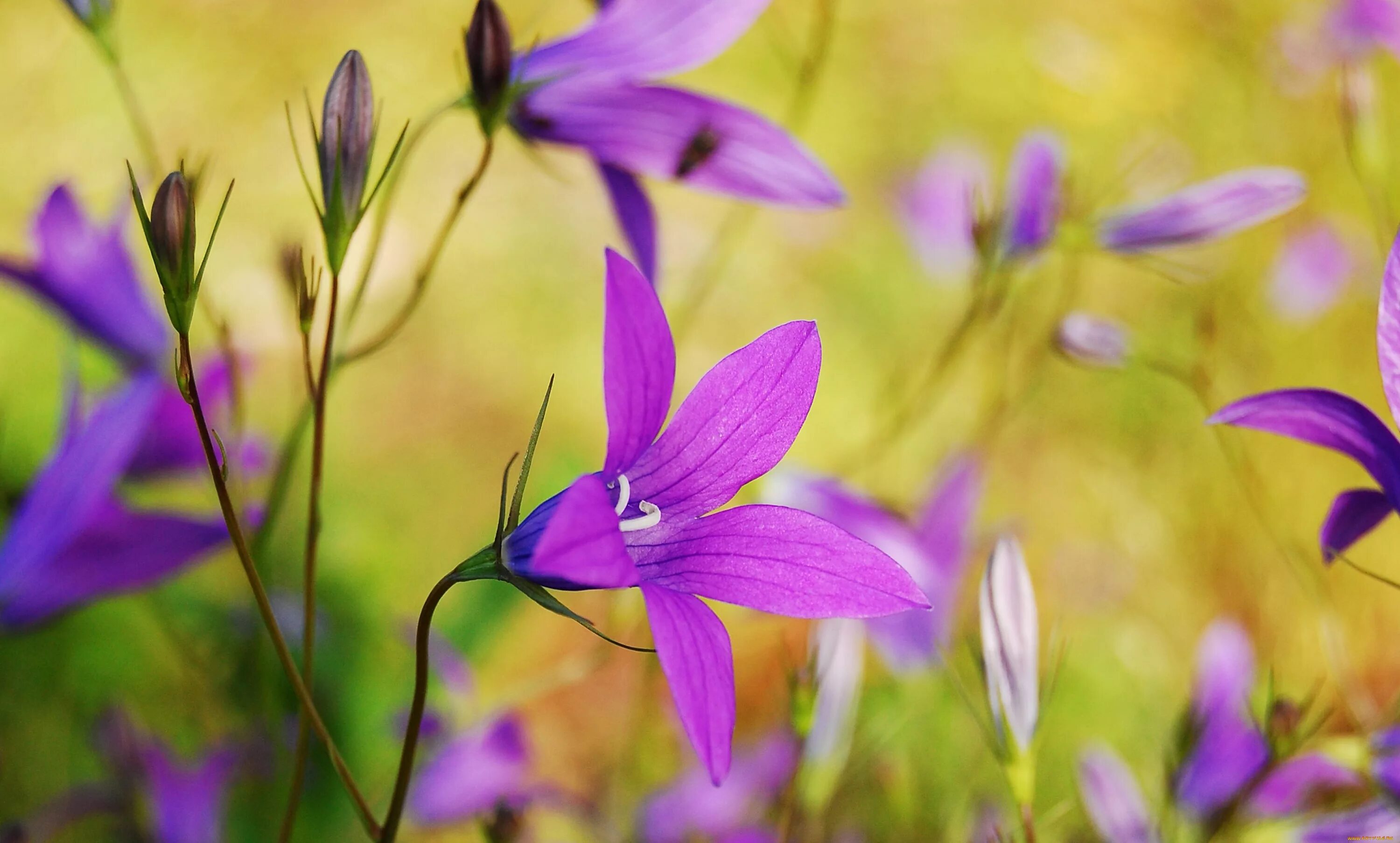 Колокольчик раскрытый. Campanula колокольчик раскидистый. Полевой колокольчик фиолетовый. Полевой сиреневый колокольчик. Campanula patula.