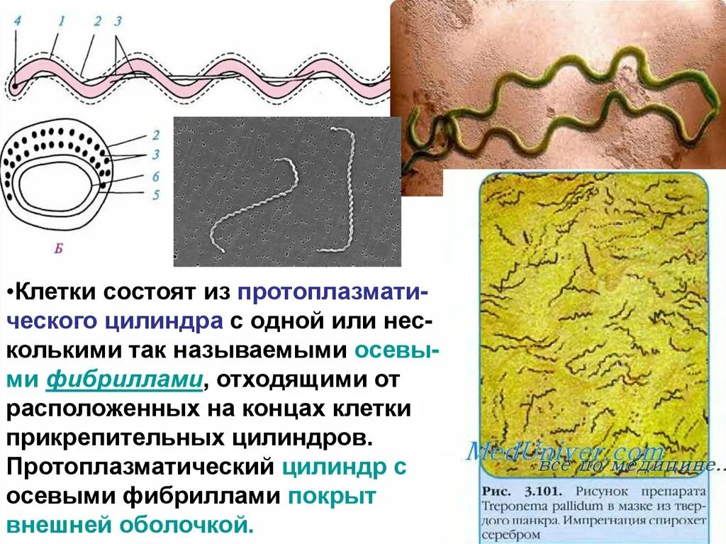 Спирохеты вызывают заболевания. Протоплазматический цилиндр спирохет. Фибриллы спирохет. Строение спирохет. Аксиальные фибриллы спирохет.