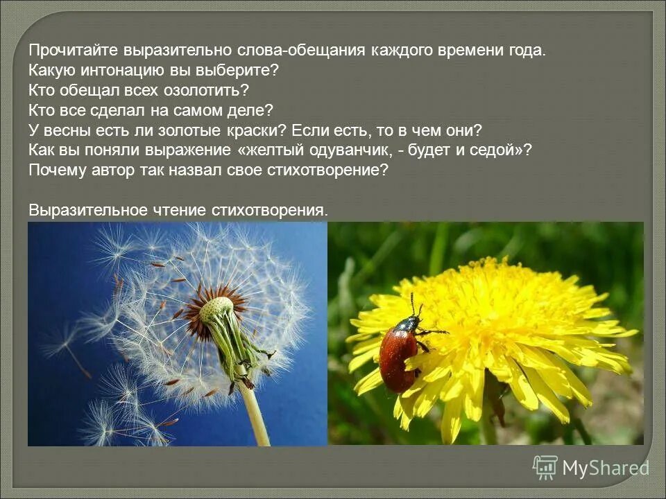 константин дмитриевич бальмонт о жизни. золотое слово бальмонт 3 класс. стихотворение бальмонта золотое слово. к. бальмонт золотое слово наизусть.