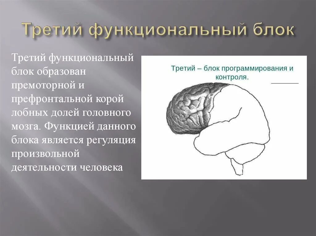 Нарушения блоков мозга. Функциональные блоки мозга. Первый функциональный блок мозга. Третий функциональный блок. 3 Й функциональный блок мозга.