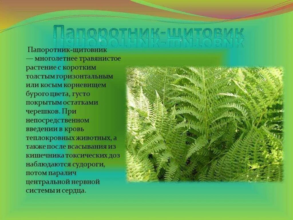 Папоротник щитовник. Щитовник мужской относится. Щитовник мужской листья. Папоротник болотный. Щитовник мужской является.