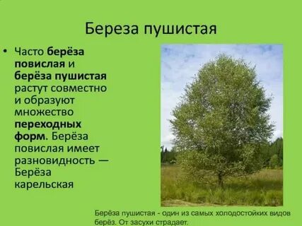Береза систематика вид