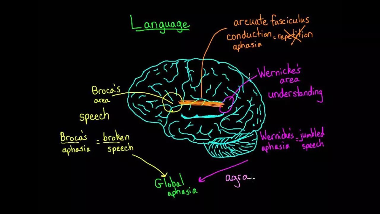 Brain languages. Brain and language. Язык и мозг. Мозг и речь. Коммуникация мозг язык.