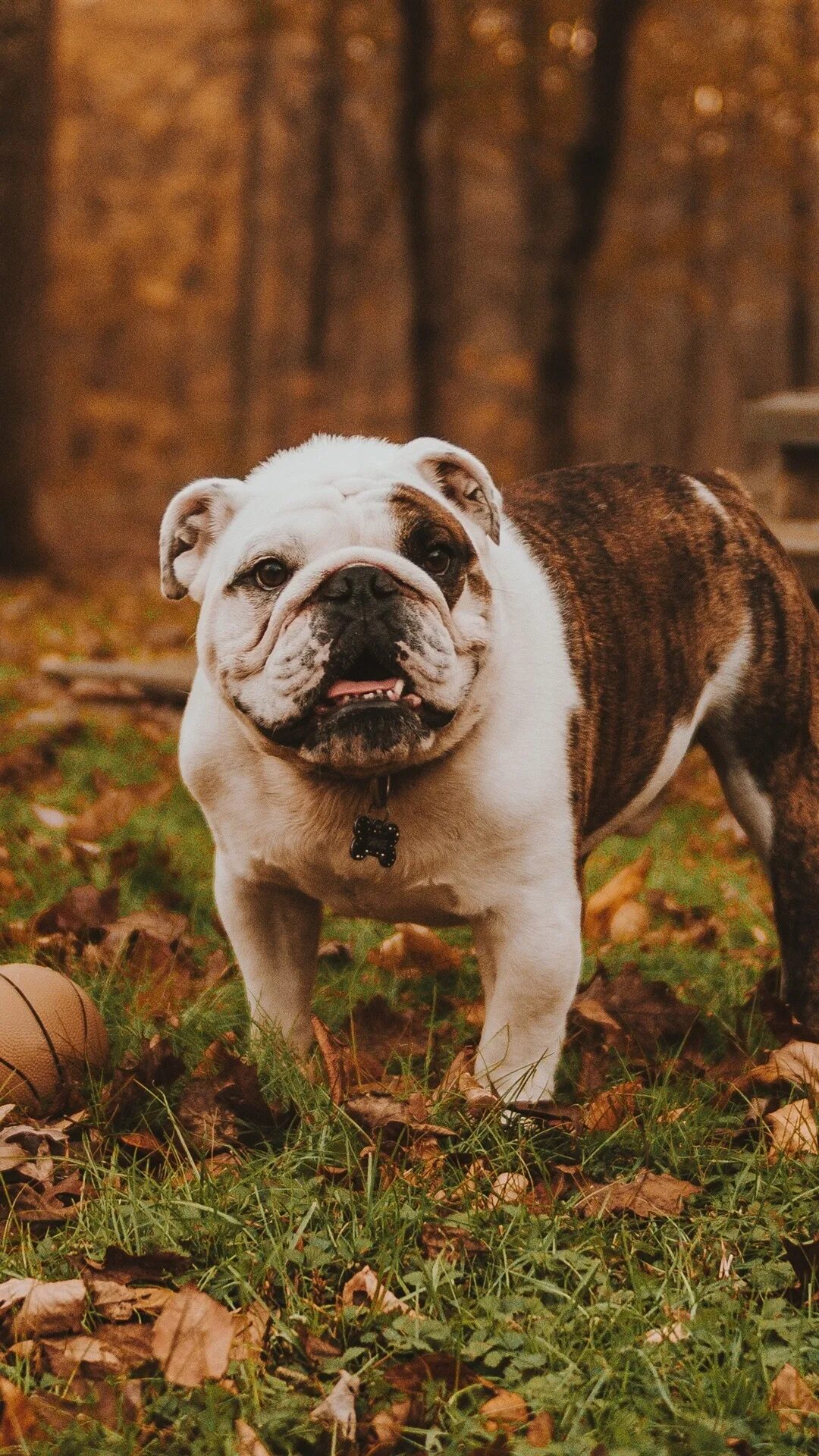 Игра британский бульдог. Бульдог играет. Английский бульдог породы собак. Щенок с мячом. Собака бульдог.