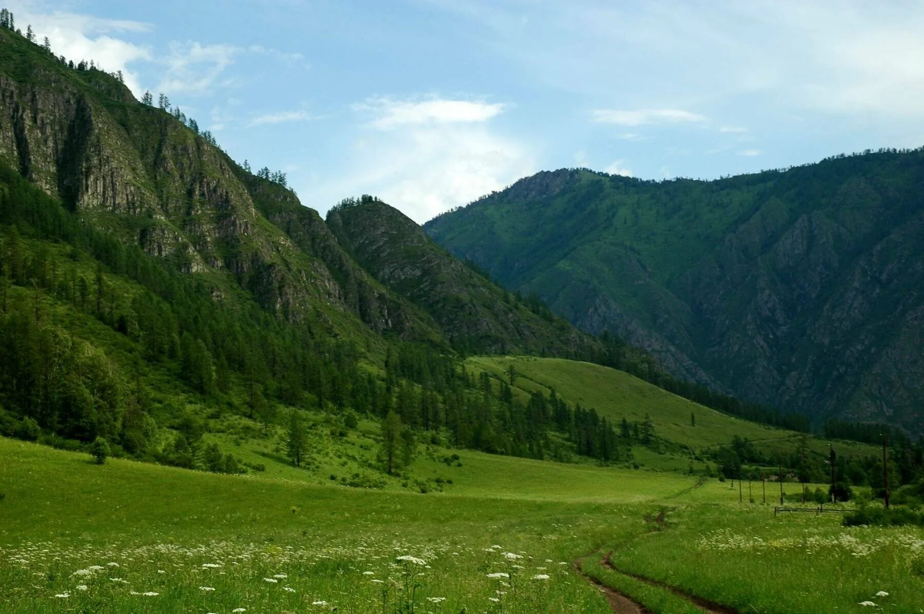 Горы Алтай Белокуриха Чарыш. Алтайские Луга Белокуриха. Природа Барнаула и Алтайского края. Алтай Барнаул природа.