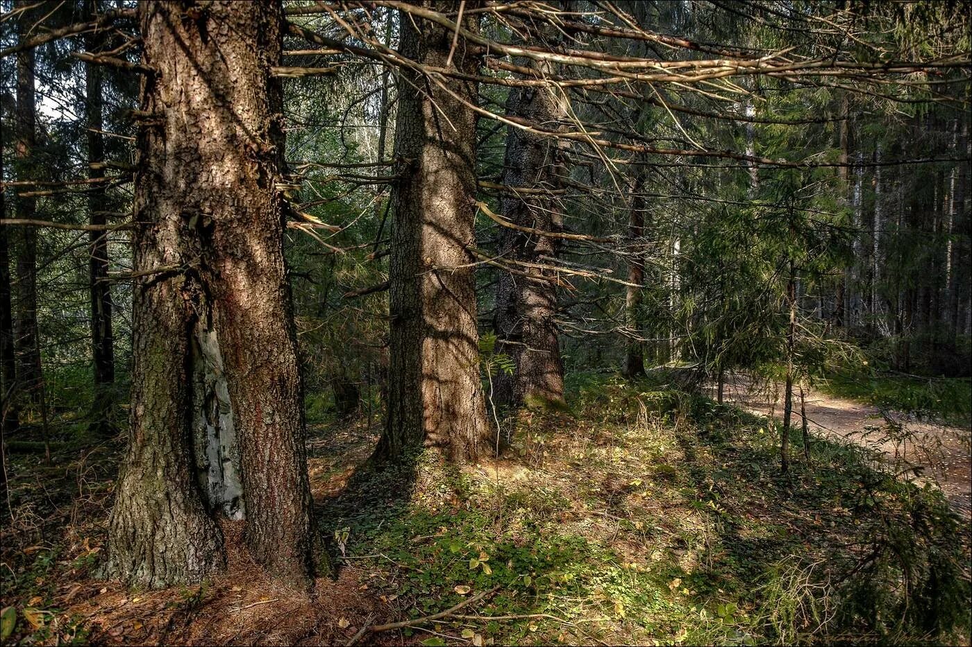 Ельник вепсский лес. Сибирская тайга бурелом. Глухой таежный лес. Глухой таежный лес. Дикий лес геншин.