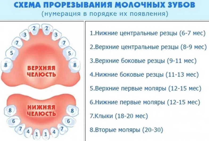 Во сколько месяцев появляются первые. Молочный прикус сроки прорезывания зубов. Центральные резцы у младенцев. Зубы у детей схема прорезывания молочных зубов. Название зубов у ребенка схема.