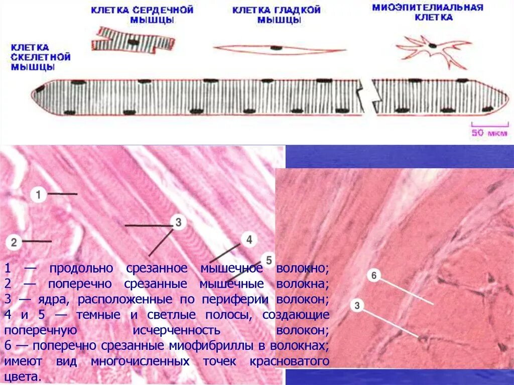 Состоит из клеток имеющих поперечную исчерченность. Исчерченность волокон мышечной ткани обусловлена:. Продольный срез мышечных волокон. Поперечная исчерченность мышечного волокна. Поперечная исчерченность волокон мышцы.