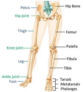 Lower leg