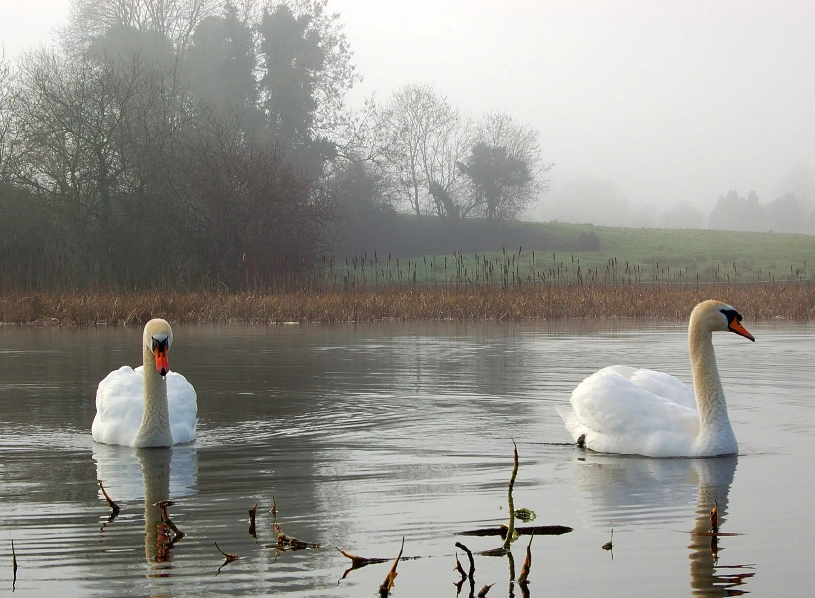 «Лебеди в пруду» Василе Паскару. Лебеди на озере. Красивые пейзажи с лебедями. Озеро с лебедями и утками.