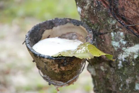Молочное дерево из которого делают клей
