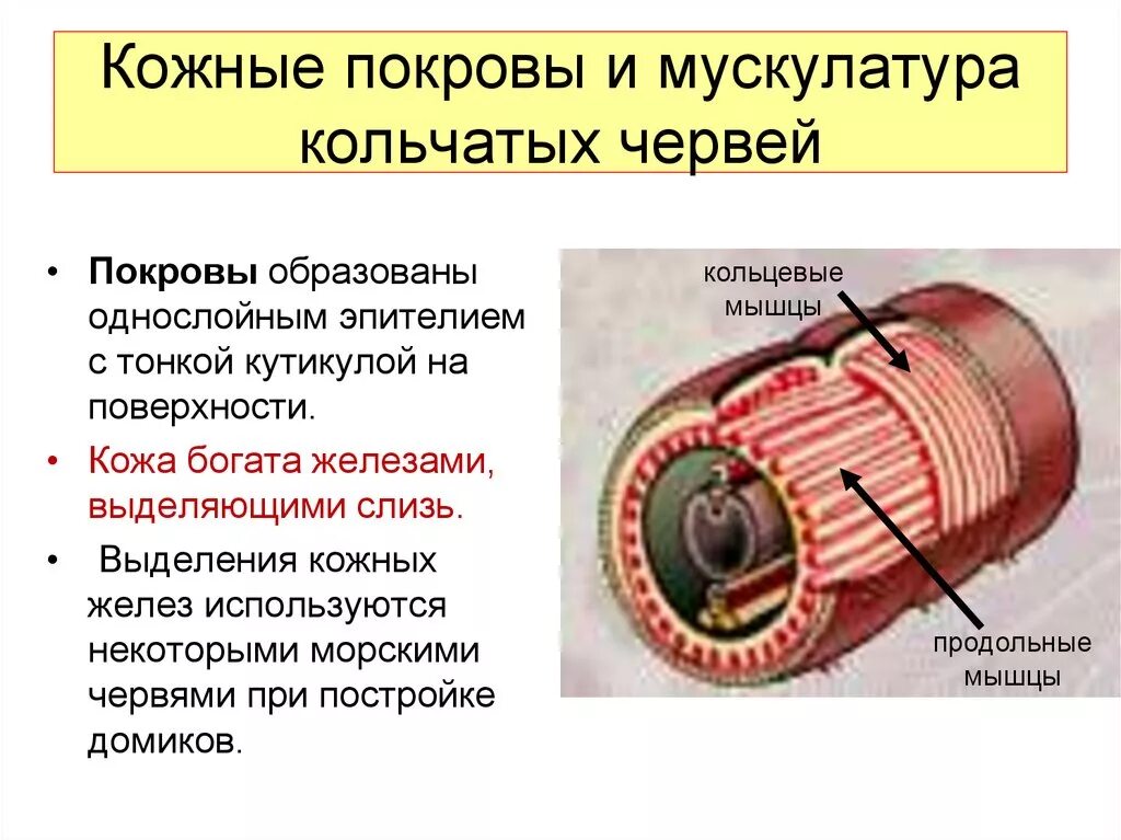 Мускульный мешок круглых червей. Мышечная система круглых червей. Кольцевые мышцы кольчатые черви. Строение кожно мускульного мешка круглых червей. Кольчатые черви мускулатура.