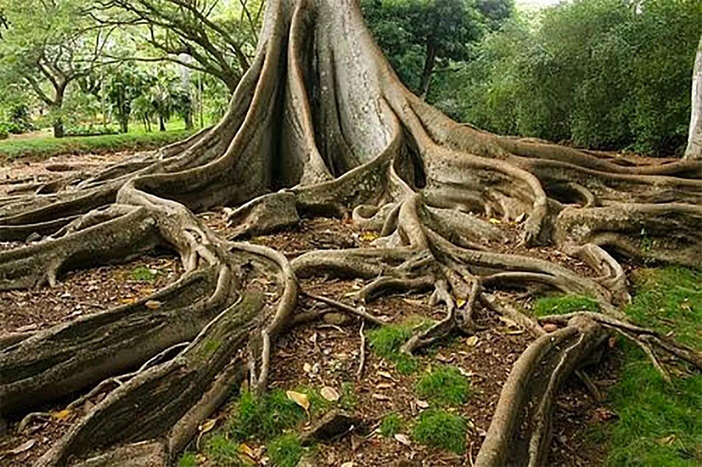 Могучие стволы. Милорн дерево. Дерево Утун. Сейба амазонки. Змеевидные корни Сейбы.