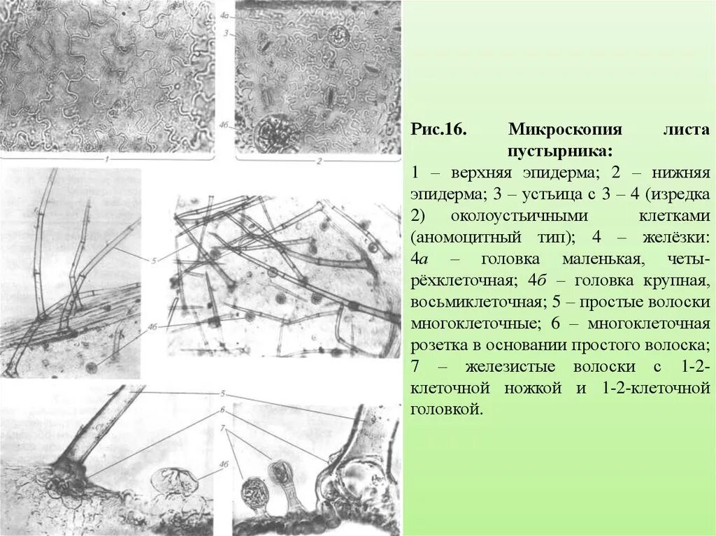 Микроскопический анализ лекарственного растительного