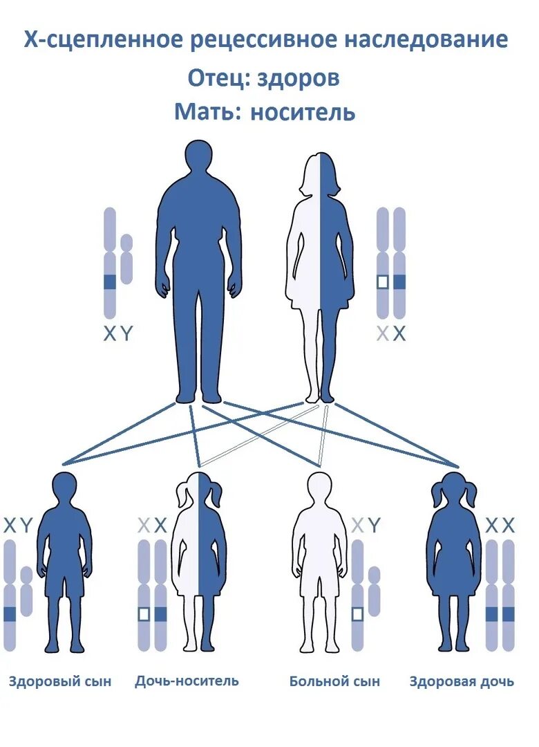 Дефектный ген что это такое. Передача дальтонизма по наследству схема. Аутосомно-рецессивный Тип наследования. Аутосомно-рецессивный Тип наследования схема. Генетика схема наследования дальтонизма.