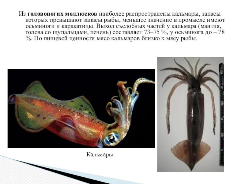 Тип симметрии осьминога