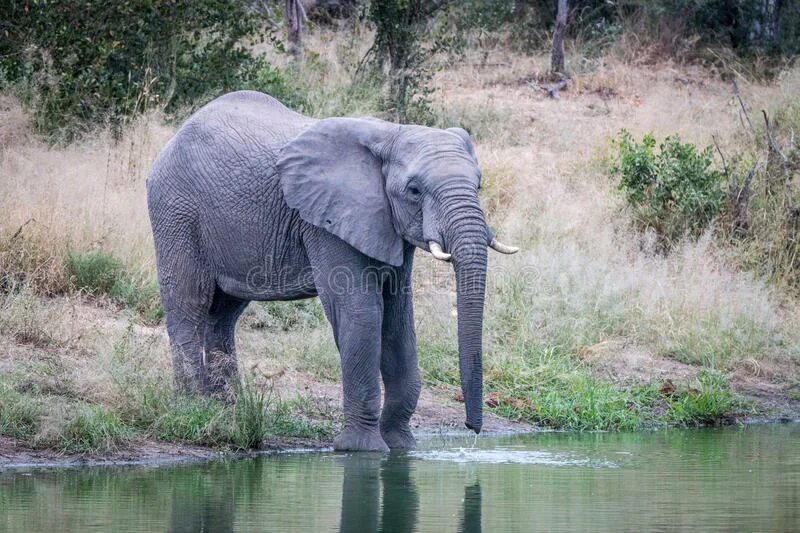 Слон пьющий воду. Слон пьет. Слон пьет воду. Слон пьет воду хоботом.