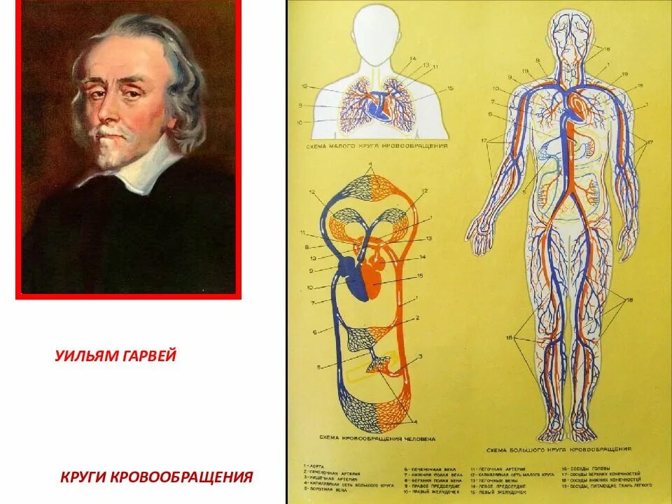 Физиология человека строение. Тело человека анатомия. Уильям Гарвей круги кровообращения. Физиология картинки.
