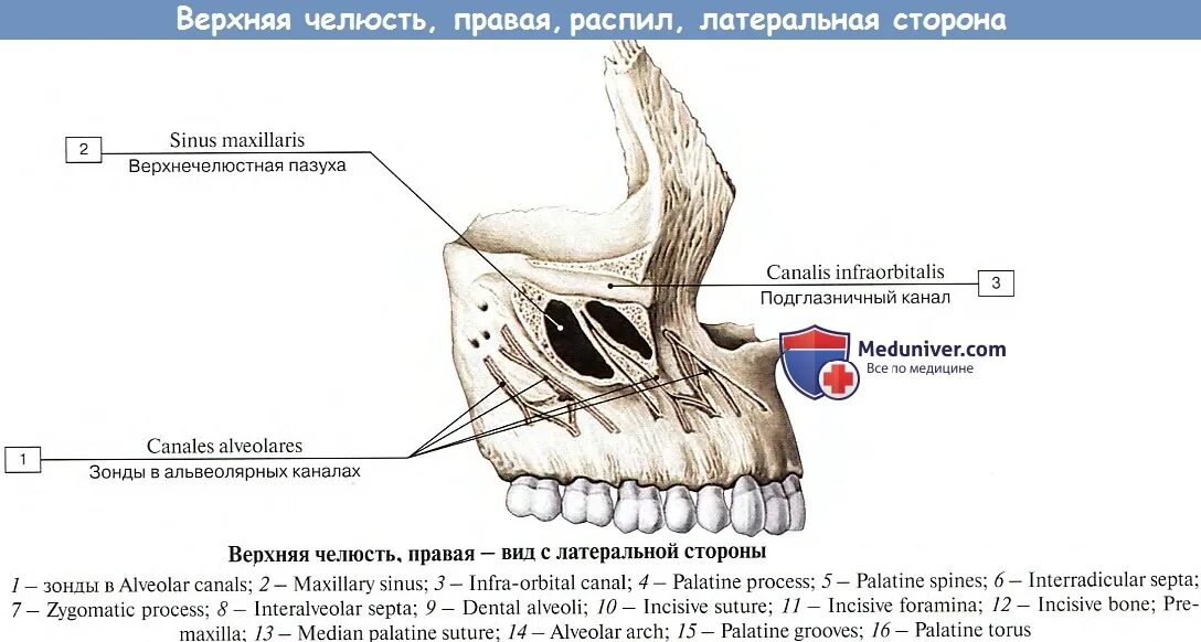 Клыковая ямка. Альвеолярный отросток верхнечелюстной кости. Носовая поверхность тела верхней челюсти. Анатомические структуры верхней челюсти. Верхняя челюсть анатомия носовая поверхность.