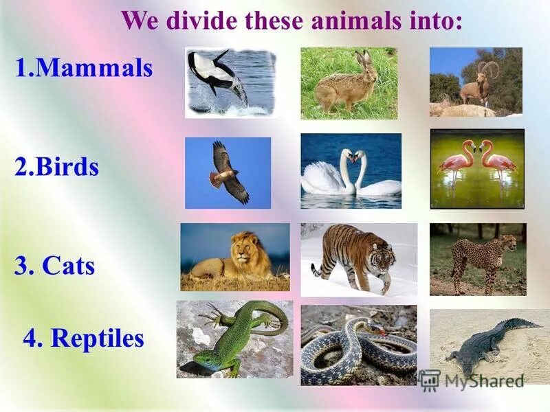 Reptiles mammals. Animals of the World 3 класс. Types of animals. Mammals animals for Kids. Mammals Reptiles Birds.