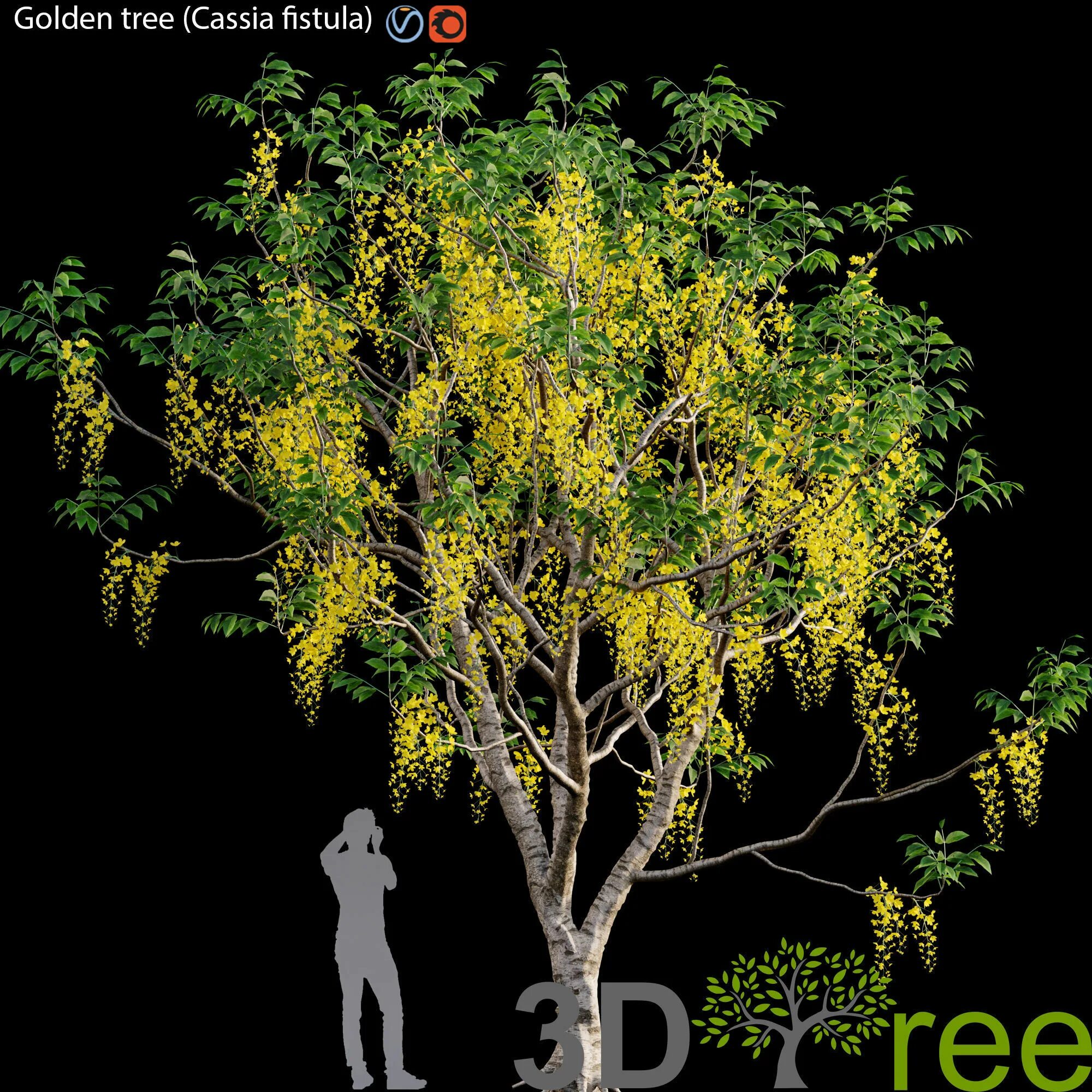Rootree golden tree. Golden tree. golden chain tree.