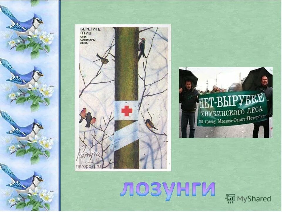Берегите птиц берегите природу. Плакат берегите птиц. берегите птиц рисунок. надпись берегите птиц. берегите птиц картинки.