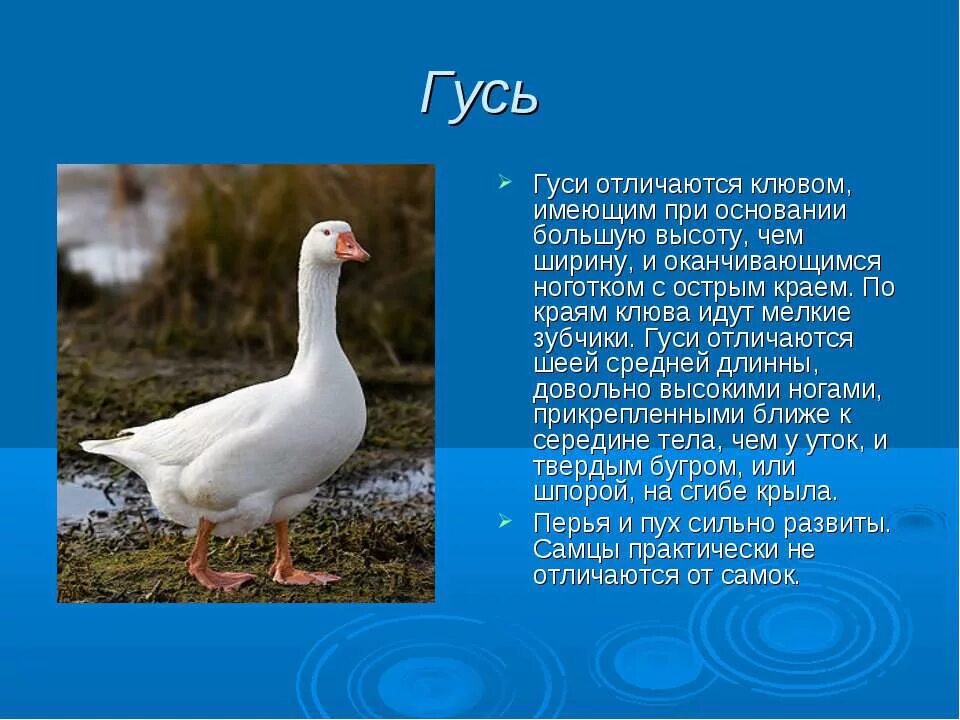 смешной гусь. римские хохлатые гуси. основы гуси. гусь картинка. гуси гогочут.