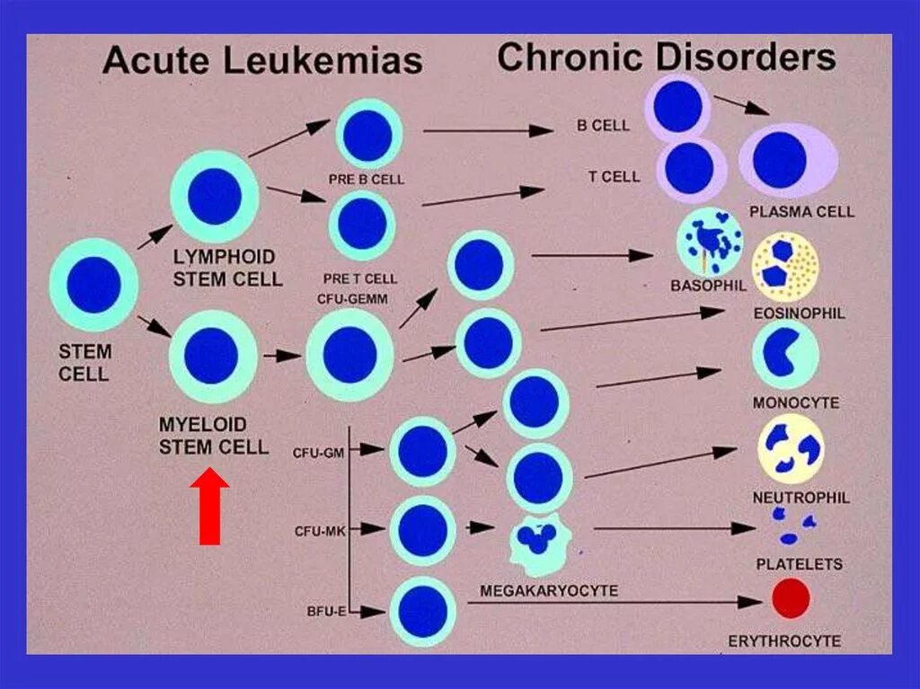 Миелоидная ткань строение. Миелоидный раствор крови схема. Клетки миелоидного ряда. Миелоидная реакция по миелоидному типу. Aml транзакции