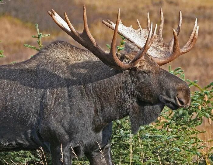 Европейский Лось alces alces. Alces americanus. Лось в Хакасии. Alces americanus в тайге.