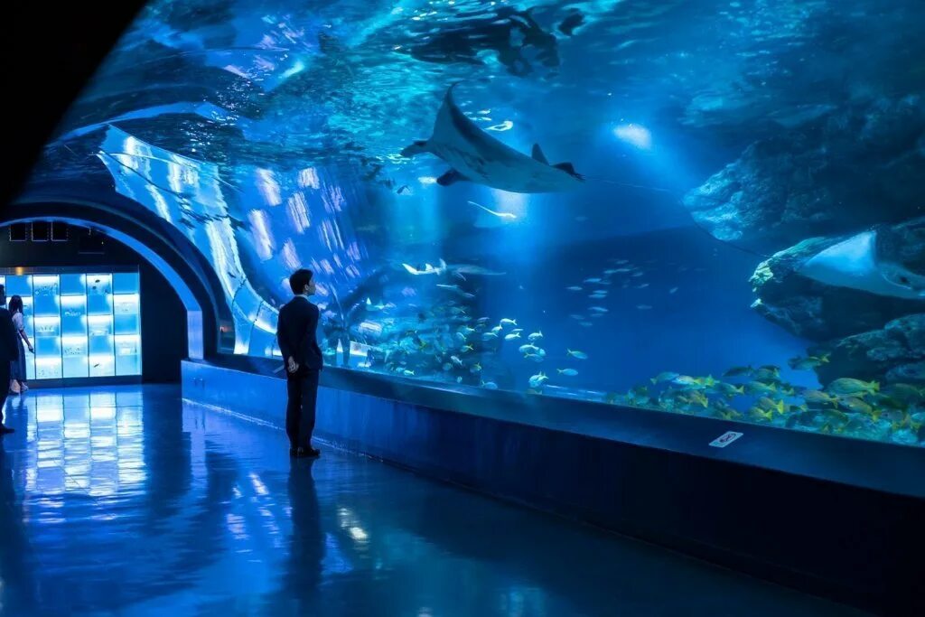 Токио океанариум Сумида. Сочи, океанариум Sochi Discovery World Aquarium. Океанариум Батискаф Анапа. Шанхай океанариум.