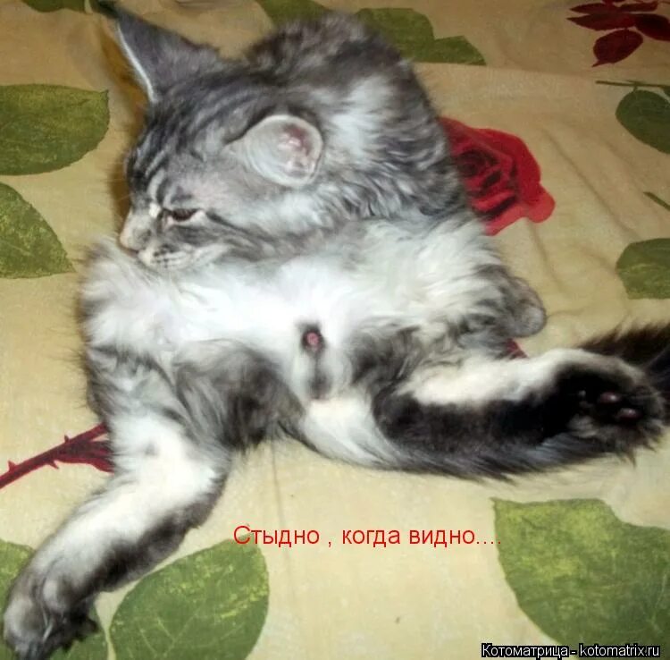 не стыдно когда видно. стыдно когда видно. стыдно когда видно поговорка. когда стыдно. стыдно когда видно перец.