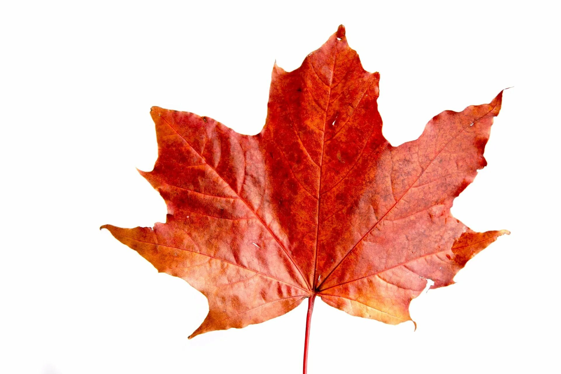 Листь. Осенний кленовый лист на белом фоне. Осенний кленовый листок. Осенний Лис. Осень листья.