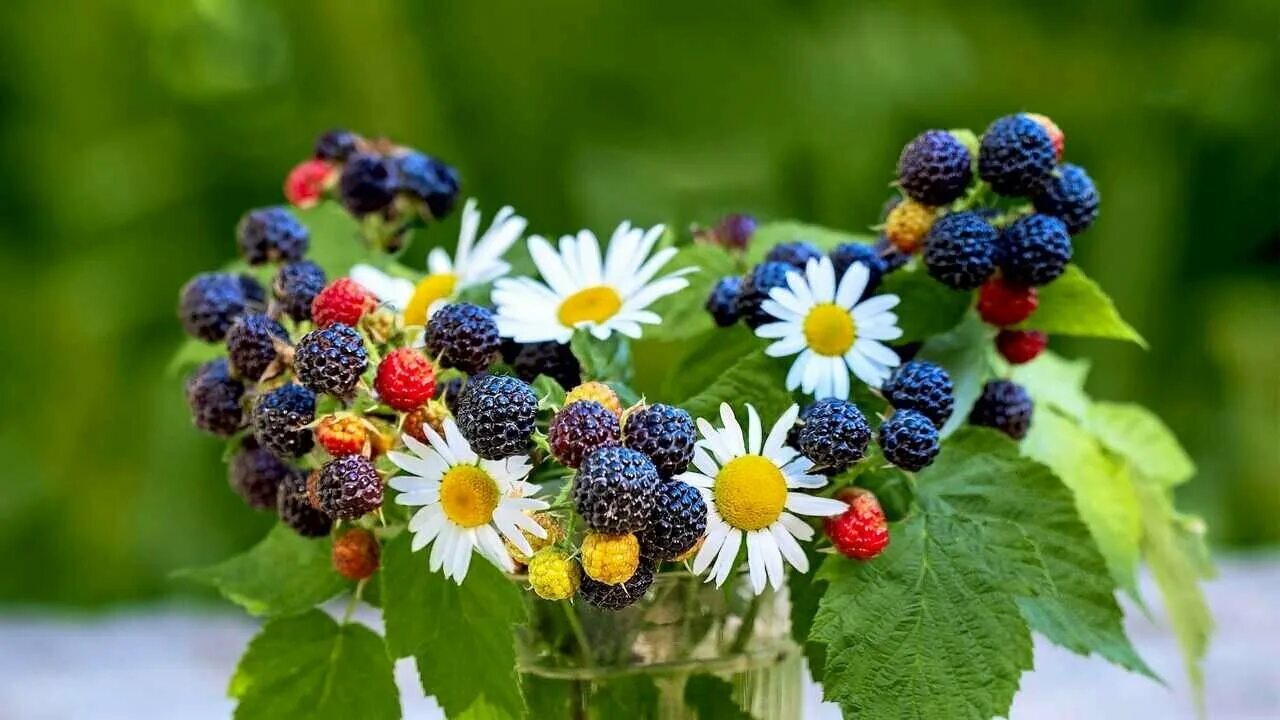 Лето ягоды цветы. Ромашки и малина. Лето ягоды. Красивые ягоды. Ягоды.