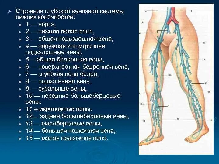 Карта вен нижних конечностей. Нижняя полая Вена наружная подвздошная Вена. Тромбофлебит поверхностных вен голени. Тромбофлебит подкожных вен нижних конечностей. Бедренная подвздошная Вена анатомия.