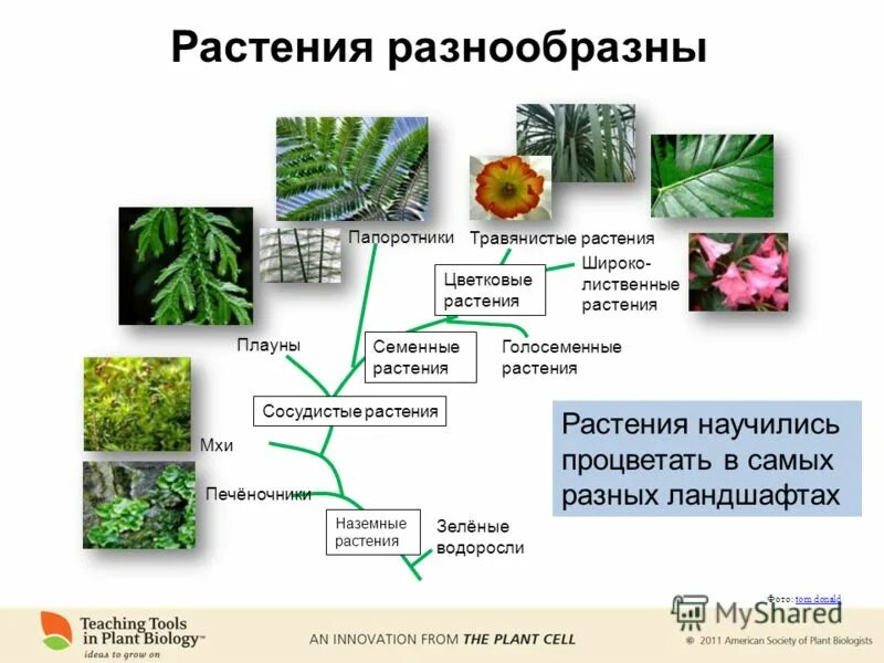 Семенные растения и мхи примеры. Семенные растения и мхи примеры
