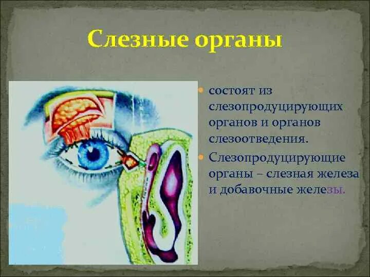 Добавочные слезные железы. Слезопродуцирующие и слезоотводящие органы.