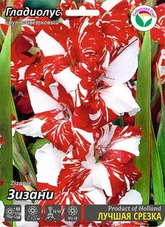 Гладиолус зебра