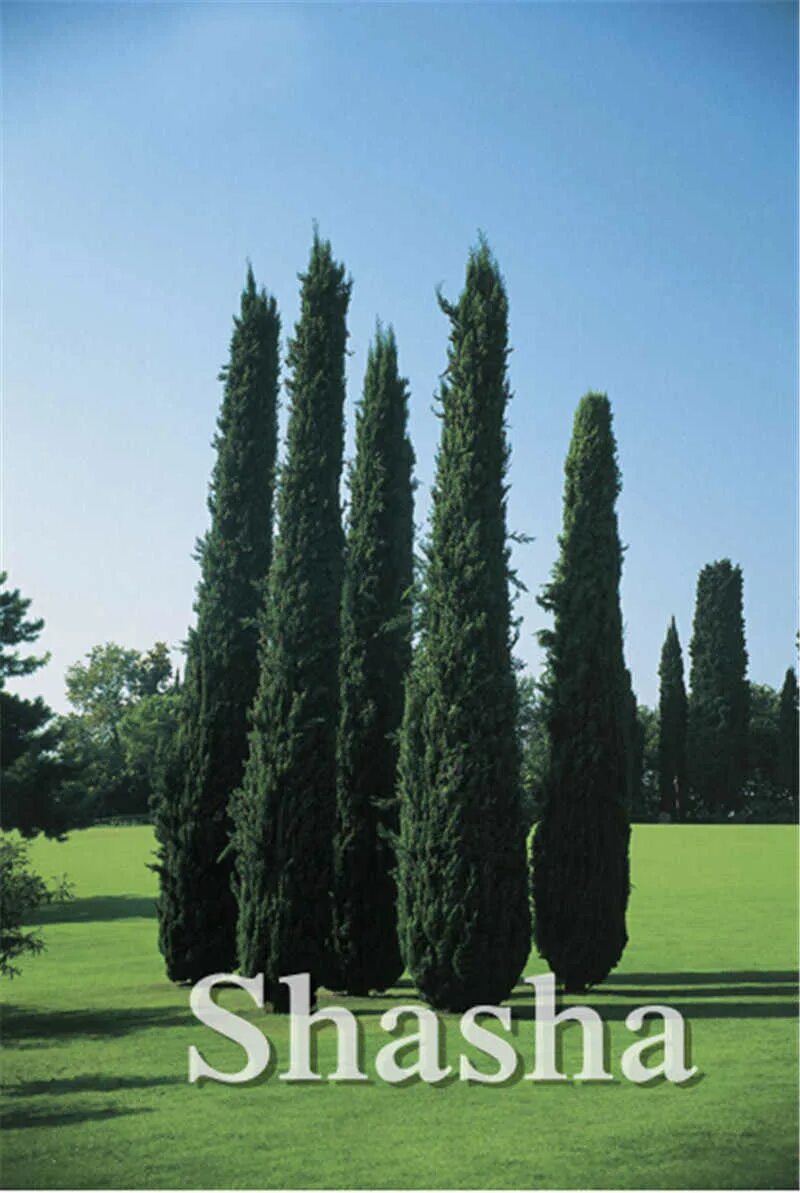 зеленые кипарисы. кипарис санта-крус. зеленые кипарисы. кипарис пирамидальный итальянский. кипарис вечнозеленый (cupressus sempervirens).