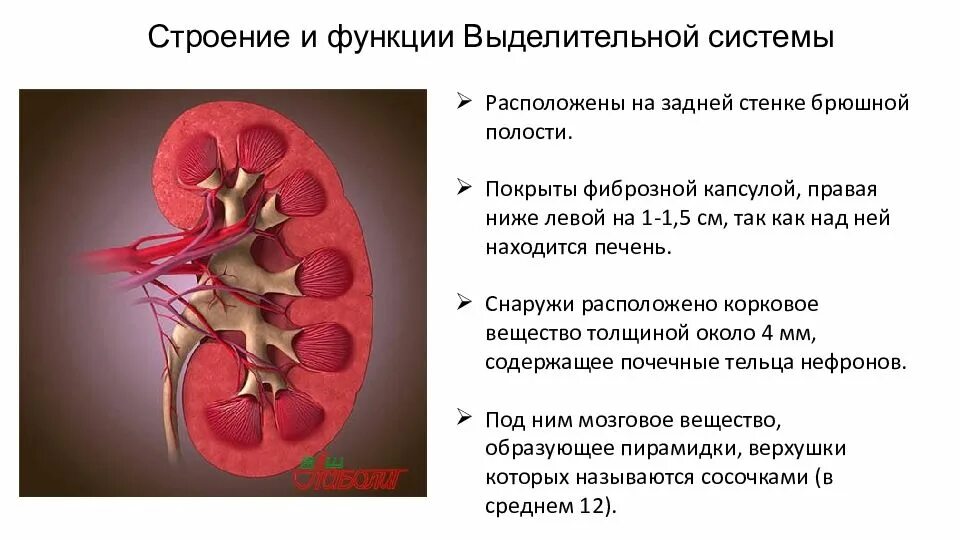 Основной выделительный орган человека. Выделительная система человека почки. Выделительная система строение и функции почек. Выделительная система строение почки. Функции выделительной системы.