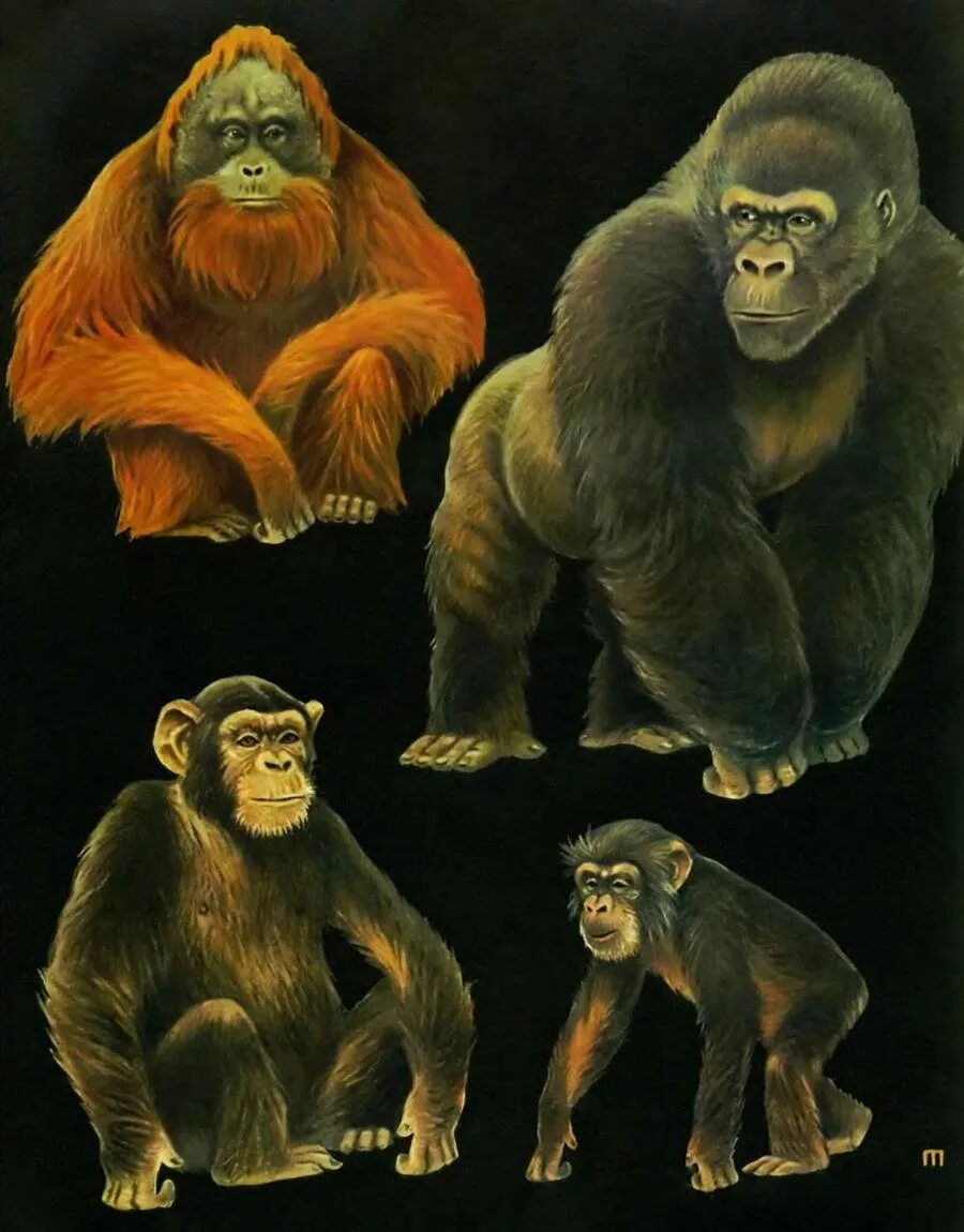 К отряду приматов принадлежат. Человекообразные обезьяны (шимпанзе, орангутанг, горилла). Шимпанзе горилла орангутан. Приматы гоминиды. Понгиды и гоминиды.