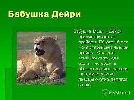 Львиный прилагательное