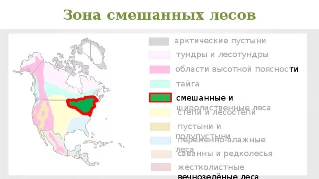 Распространены в северной америке и евразии. Смешанные леса Северной Америки географическое положение. Природные зоны Северной Америки Тайга. Зона смешанные и широколиственные леса Северной Америки. Природная зона Северной Америки смешанные леса.