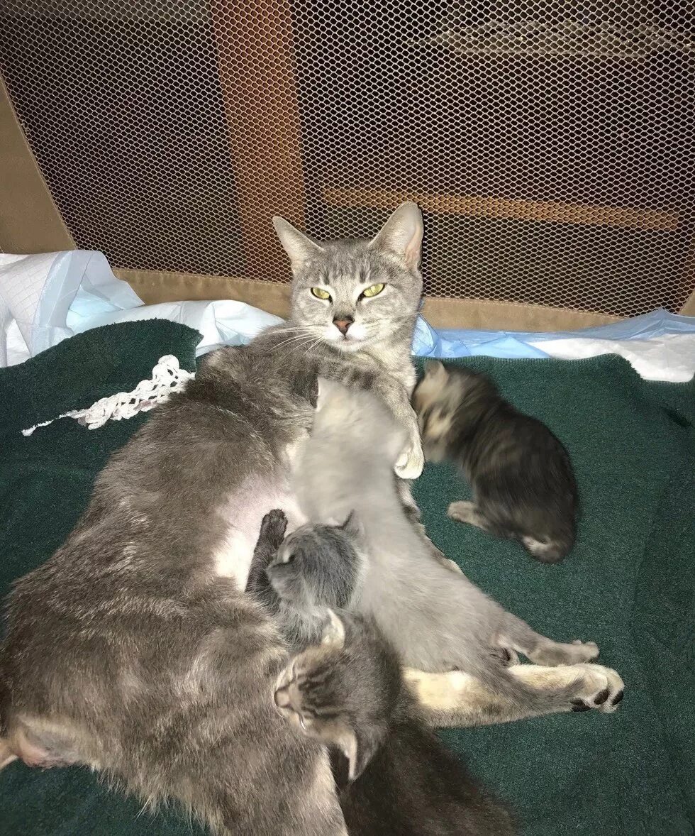 Беременность кошки. Беременная кошка с котятами. Беременные кошки с котятами.